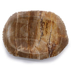 Versteend Hout Zeepschaaltje Bruin