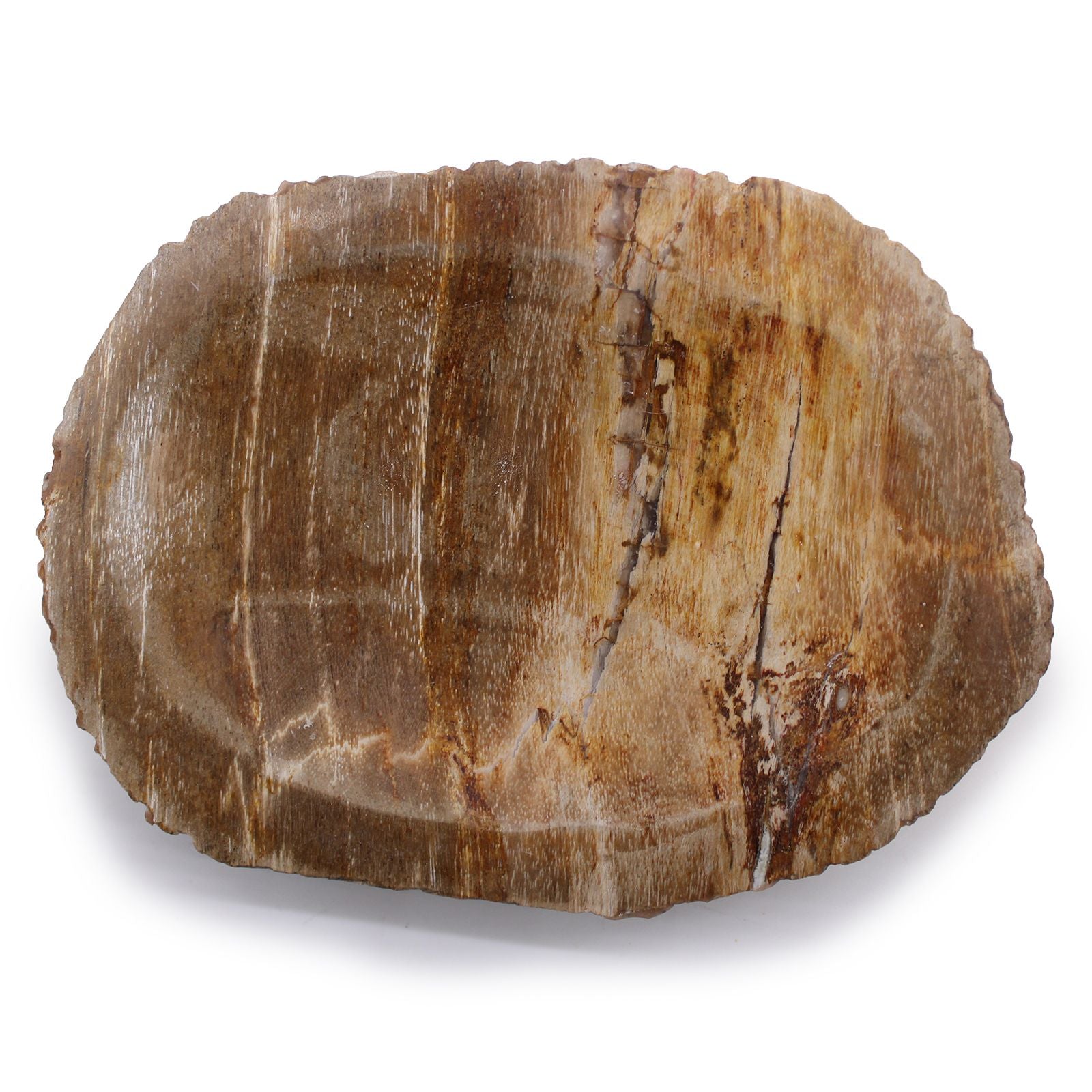 Versteend Hout Zeepschaaltje Bruin
